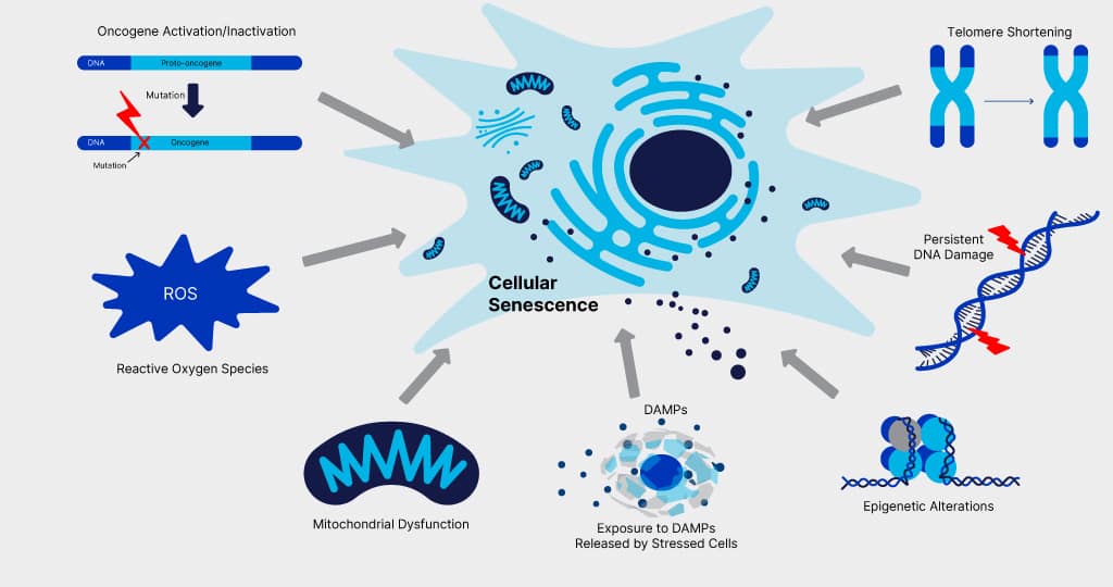Triggers occurring within a cell that promote a permanent state of cell cycle arrest known as cellular senescence
