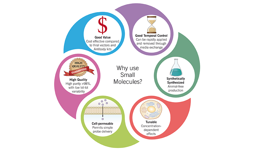 Infographic showing the benefits of R&D Systems Tocris brand small molecules for stem cell research