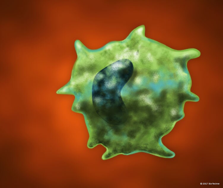 Macrophage - Common Markers | R&D Systems