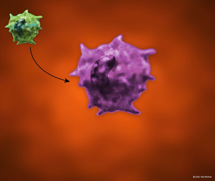 M2a Macrophage Activation State Markers | R&D Systems