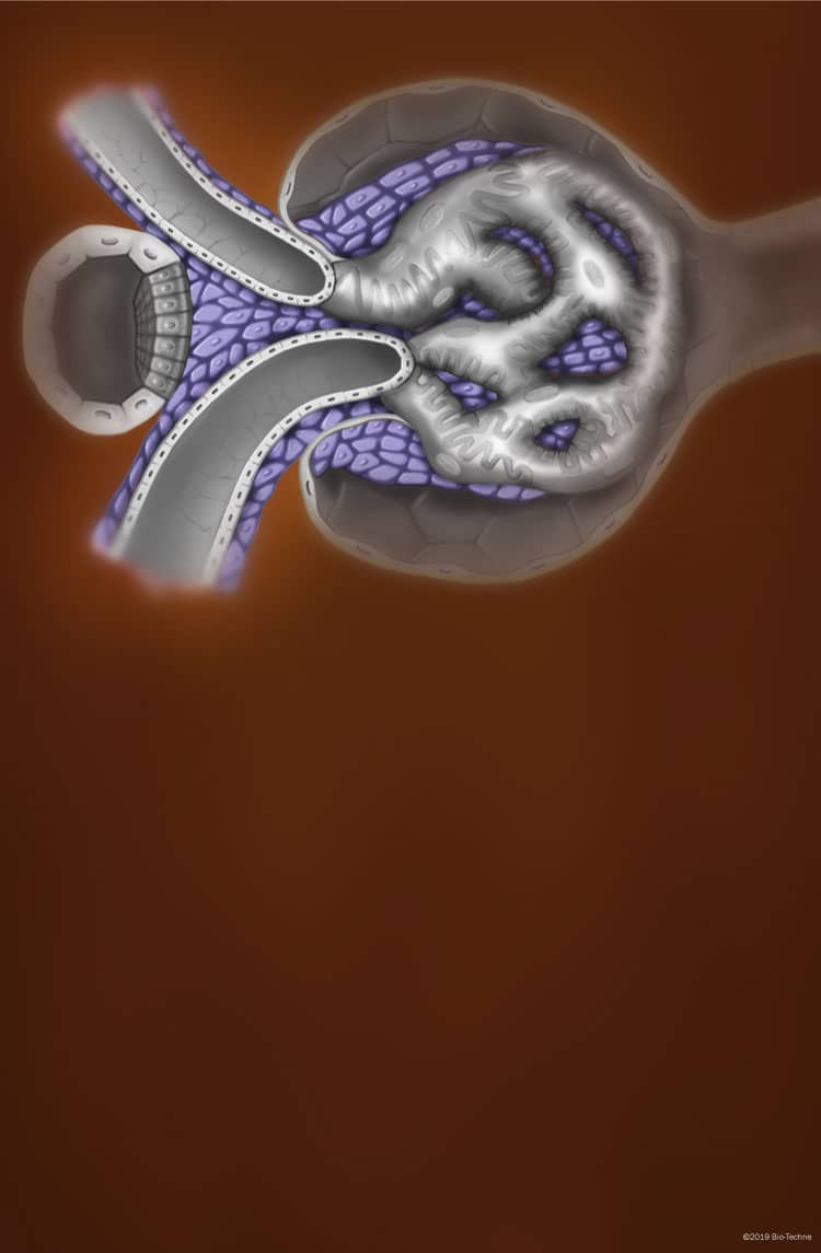 Mesangial Cell Markers R&D Systems