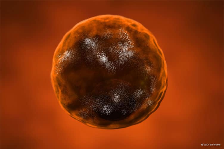 R&D Systems Cell Markers : Property title Property title