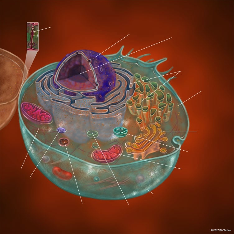 Organelles Main