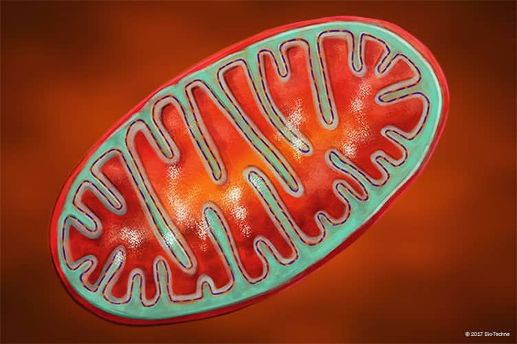 what is mitochondria