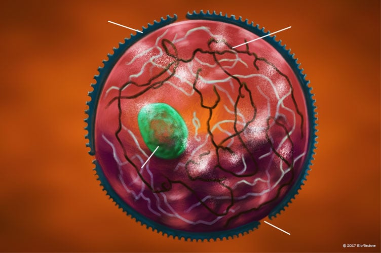 Organelles: Nucleus