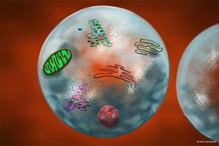 Organelles: Autophagosomes