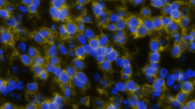 Detection of CD4 in Human Tonsil via Multiplex Immunofluorescence staining on COMET™
