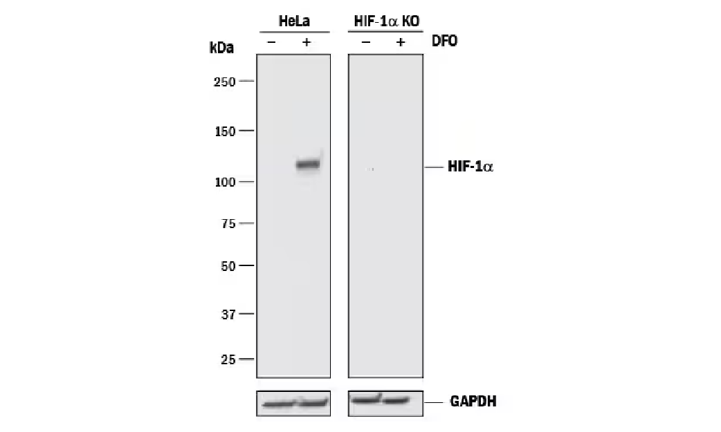 Western Blot Shows Human HIF-1 alpha/HIF1A alpha/HIF1A Specificity.