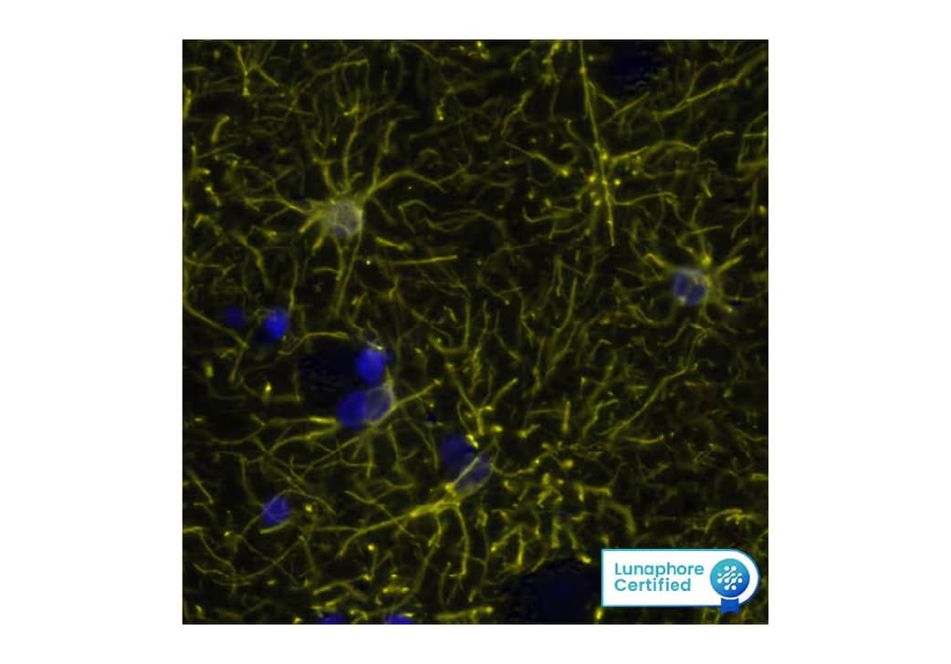 Detection of GFAP in Human Brain Cortex via Multiplex Immunofluorescence staining on COMET™
