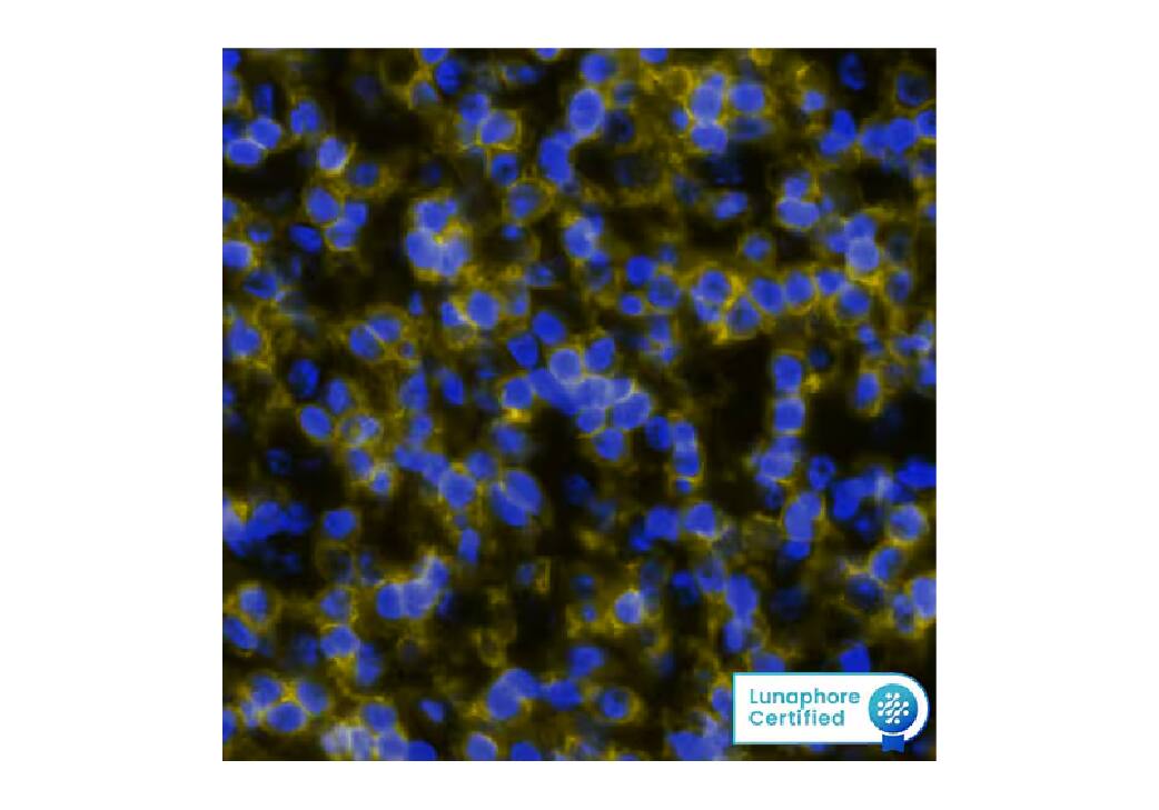 Detection of CD4 in Human Tonsil via Multiplex Immunofluorescence staining on COMET™