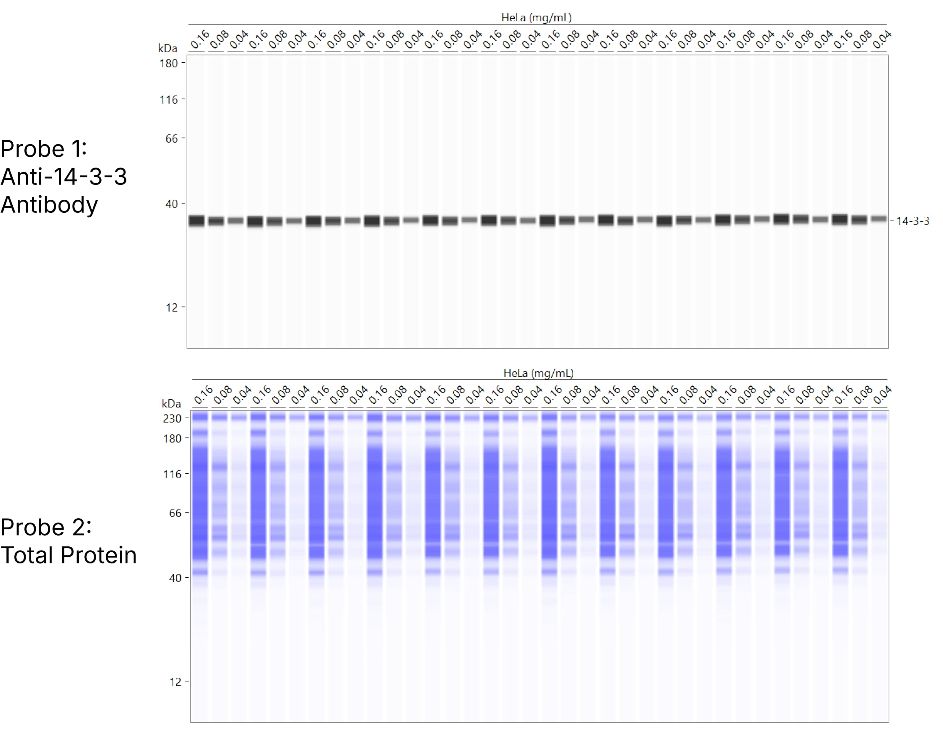 Detect More Targets Plus Built-In Total Protein Normalization