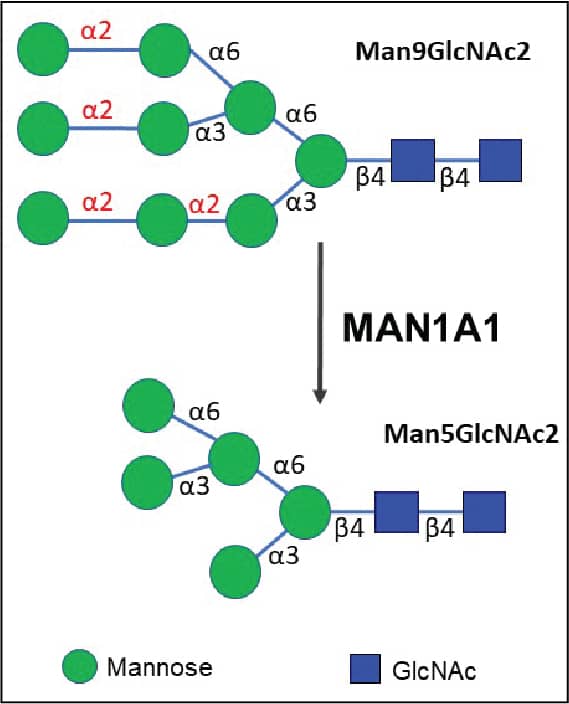 Human HNRNPH1 / hnRNP H Protein Recombinant His-SUMO aa 2-449