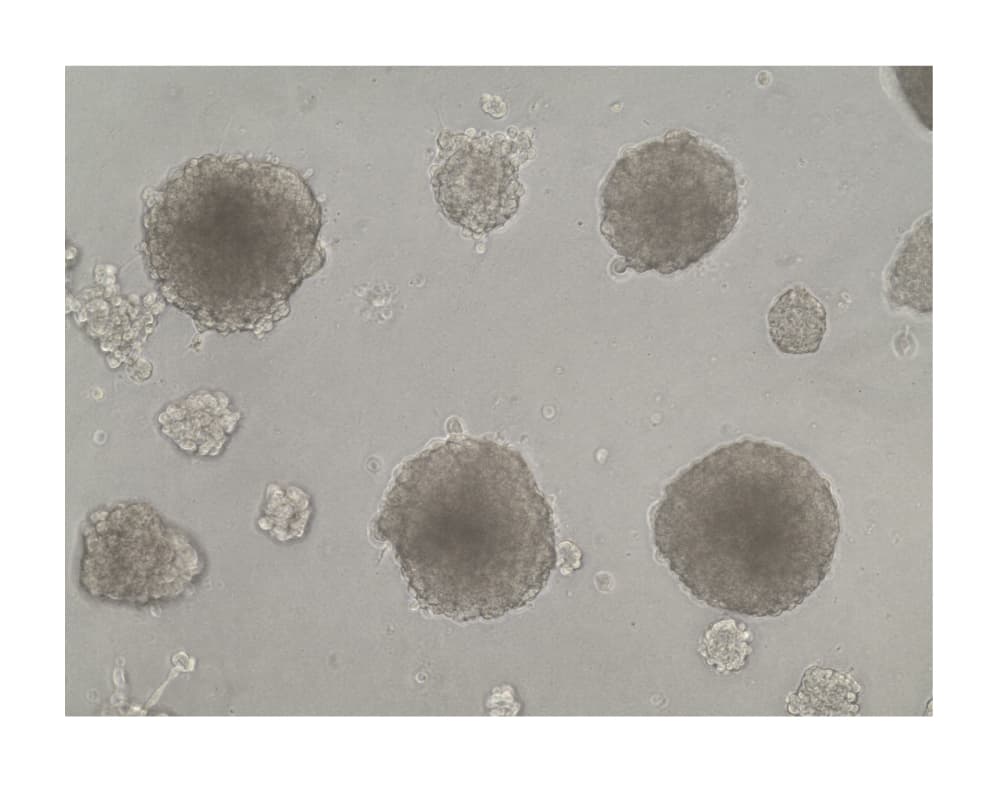 Recombinant Human EGF Protein, CF 236-EG-200: R&D Systems