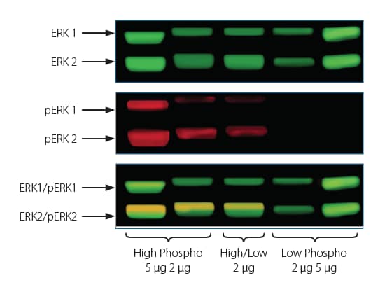 My proteins are close in molecular weight, and I need to be able to differentiate between them on a single blot