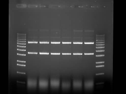 I only need to do gel documentation now, but I may want to image Western blots down the road