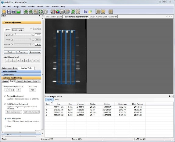 I need to do analyses like densitometry and total protein normalization