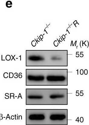 Detection of Mouse SR-AI/MSR by Western Blot