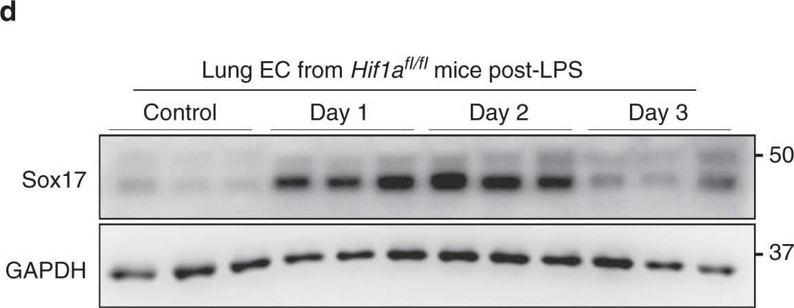 Human SOX17 Antibody AF1924: R&D Systems