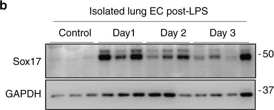 Human SOX17 Antibody AF1924: R&D Systems