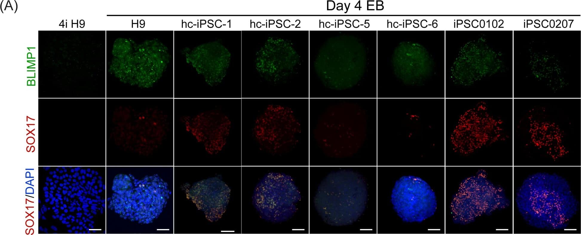 Human SOX17 Antibody AF1924: R&D Systems