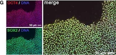 Anti-SOX2 Antibody (AF2018): 195+ Citations: R&D Systems