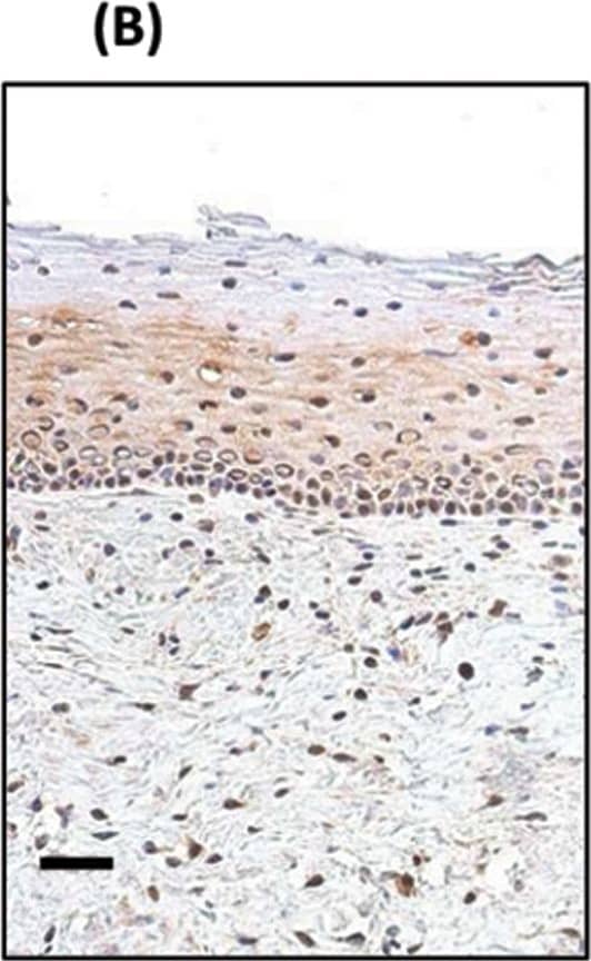 Human/Mouse/Rat SOX2 Antibody (AF2018): 195+ Citations: R&D Systems