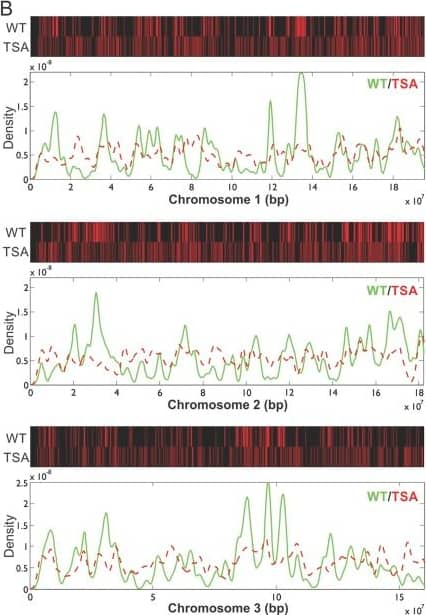 A whole‐genome scan for Artemisinin cytotoxicity reveals a novel therapy  for human brain tumors