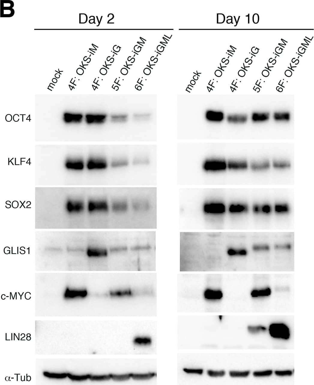 Anti-SOX2 Antibody (AF2018): 195+ Citations: R&D Systems