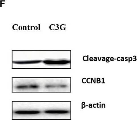 Cyclin B1 Antibody  Cell Signaling Technology