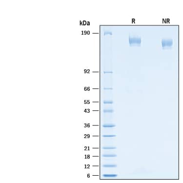 Invitrogen™ ERCC ExFold RNA Spike-In Mixes