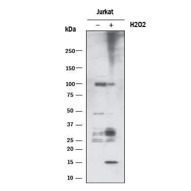 Par Padpr Antibody 4335 Mc 100 R D Systems