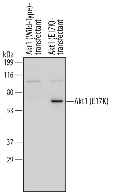 Detection of Human Akt1 (E17K Mutation) antibody by Western Blot.