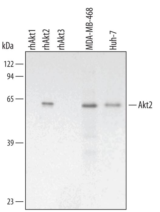 Detection of Human/Mouse/Rat Akt2 antibody by Western Blot.