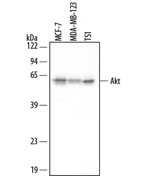 Detection of Human/Mouse Akt antibody by Western Blot.