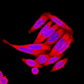 Human Axin-2 Antibody MAB6078: R&D Systems