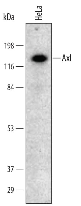 Detection of Human Axl antibody by Western Blot.