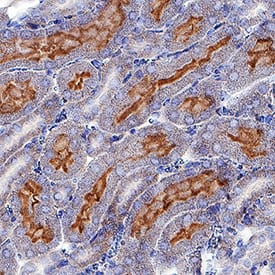 Axl antibody in Mouse Kidney by Immunohistochemistry (IHC-P).