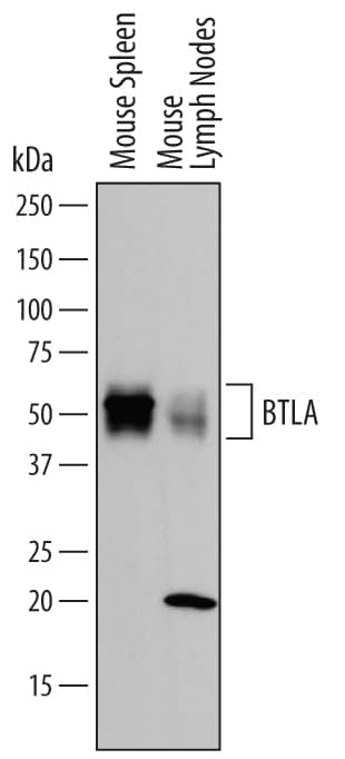 Detection of Mouse BTLA antibody by Western Blot.