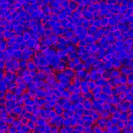 Rat CD19 Antibody MAB7489R-100: R&D Systems