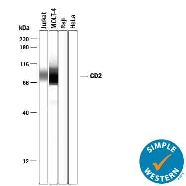 CD2 Products: R&D Systems