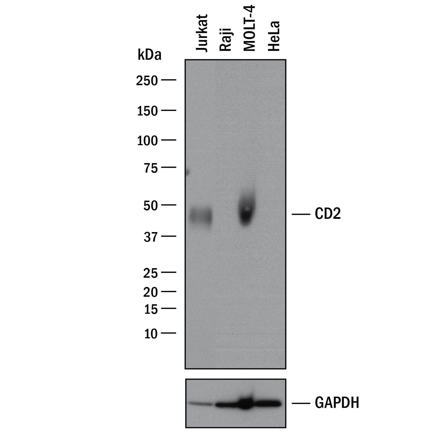 Detection of Human CD2 antibody by Western Blot.