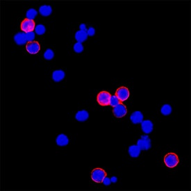 Mouse CD3 Antibody MAB4841-100: R&D Systems