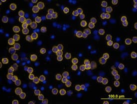 CD3e antibody in Human PBMCs by Immunocytochemistry (ICC).