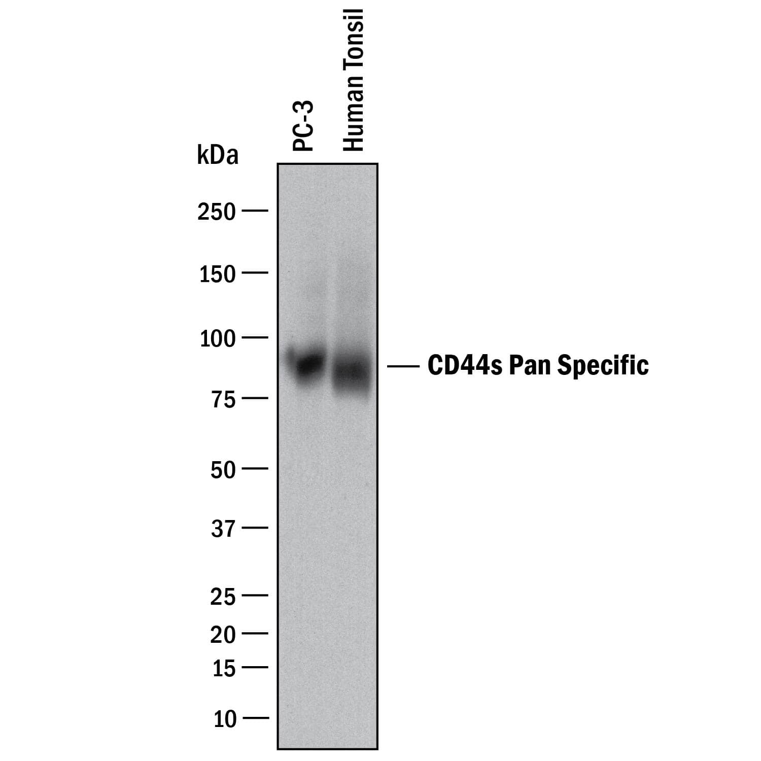 Detection of Human CD44 antibody by Western Blot.