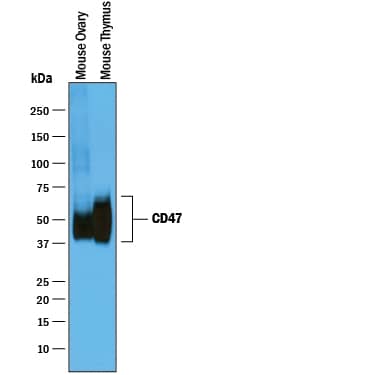 Detection of Mouse CD47 antibody by Western Blot.