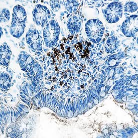 CD4 antibody in Mouse Intestine by Immunohistochemistry (IHC-Fr).