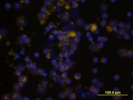 CD55/DAF antibody in Human PBMCs by Immunocytochemistry (ICC).