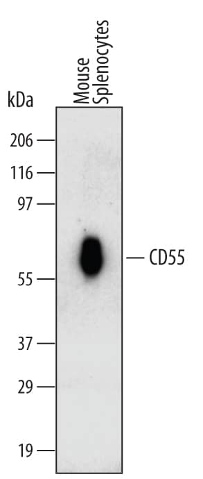 Detection of Mouse CD55/DAF antibody by Western Blot.