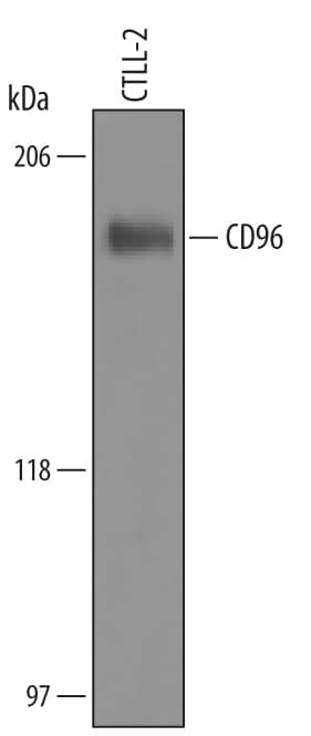 Detection of Mouse CD96 antibody by Western Blot.