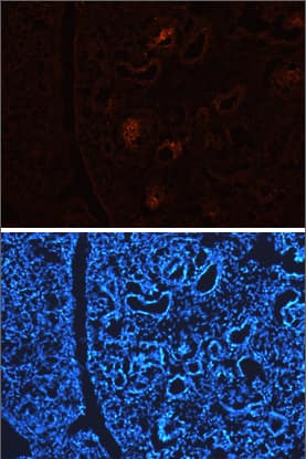 DLL1 antibody in Embryonic Mouse Kidney by Immunohistochemistry (IHC-Fr).